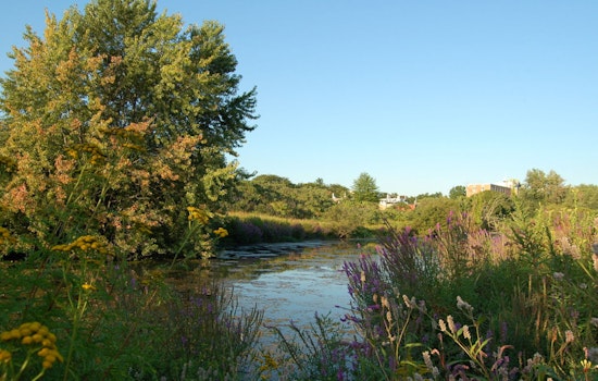 Health Advisory Issued for Alewife Brook in Cambridge Amid Sewage and Bacteria Concerns