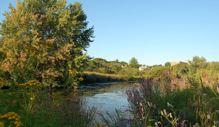 Health Advisory Issued for Alewife Brook in Cambridge Amid Sewage and Bacteria Concerns