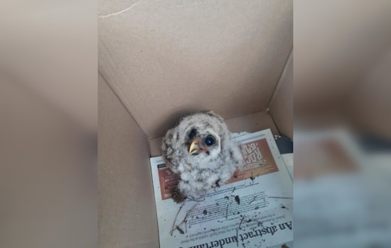 Houston SPCA's Wildlife Center Experiences Record-Breaking 14,000 Animal Intakes as Community Rallies for Fauna