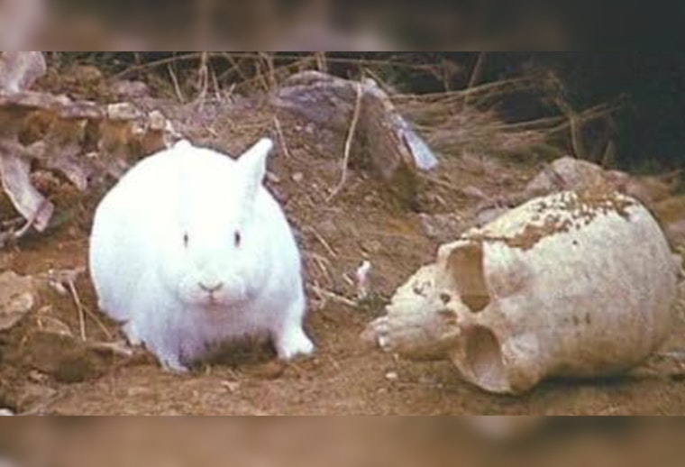 Hutto Bunnies on a "Rampant Crime Spree", Cottontails Accused of Christmas Light Vandalism
