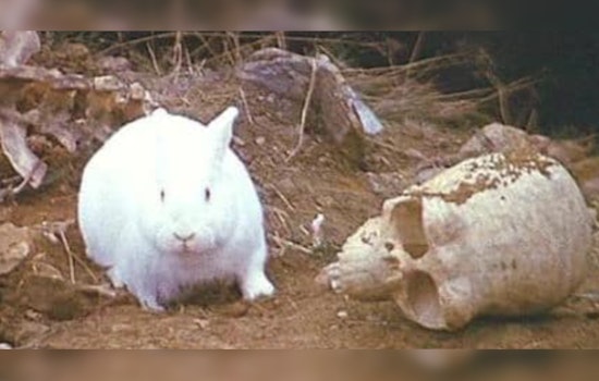 Hutto Bunnies on a "Rampant Crime Spree", Cottontails Accused of Christmas Light Vandalism
