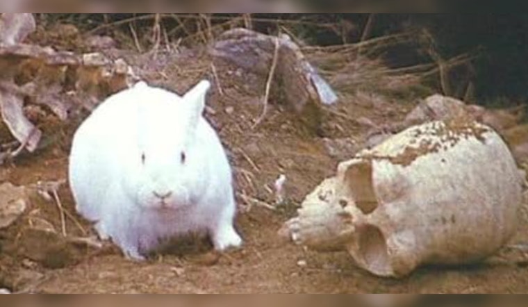 Hutto Bunnies on a "Rampant Crime Spree", Cottontails Accused of Christmas Light Vandalism