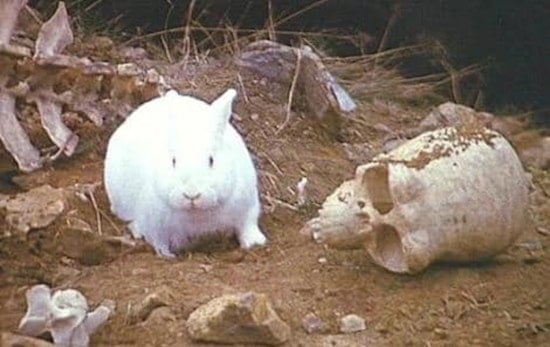 Hutto Police Clarify Local Youth Not to Blame for Christmas Light Vandalism, Point to Mischievous Bunnies