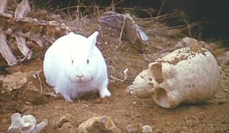 Hutto Police Clarify Local Youth Not to Blame for Christmas Light Vandalism, Point to Mischievous Bunnies