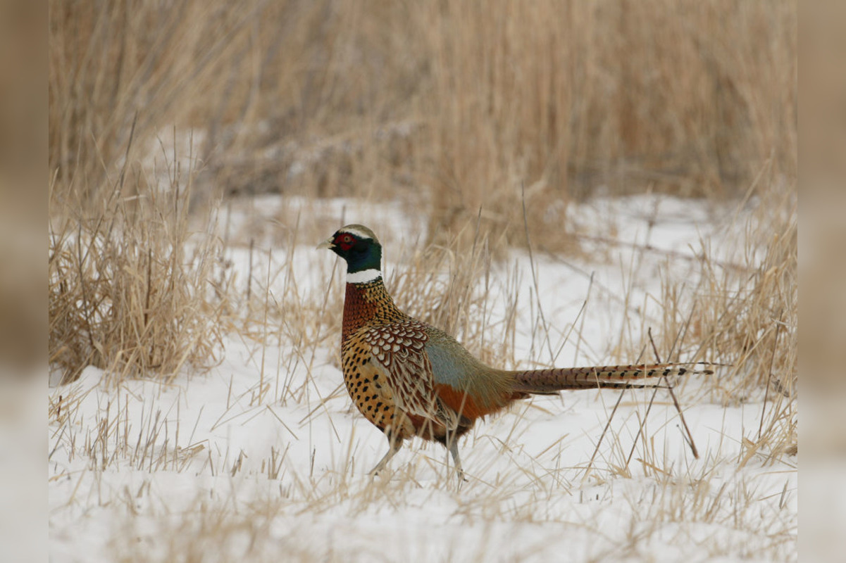 Illinois Department of Natural Resources Extends Pheasant Hunting