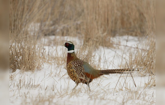 Illinois Department of Natural Resources Extends Pheasant Hunting Season