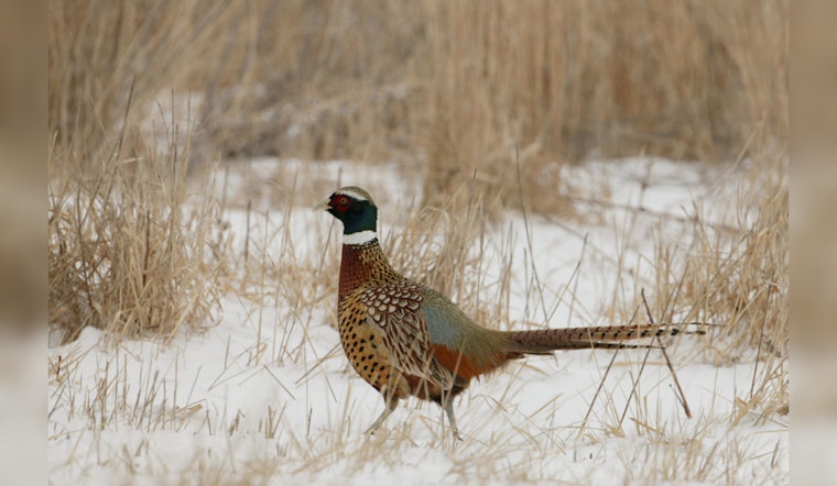 Illinois Department of Natural Resources Extends Pheasant Hunting Season