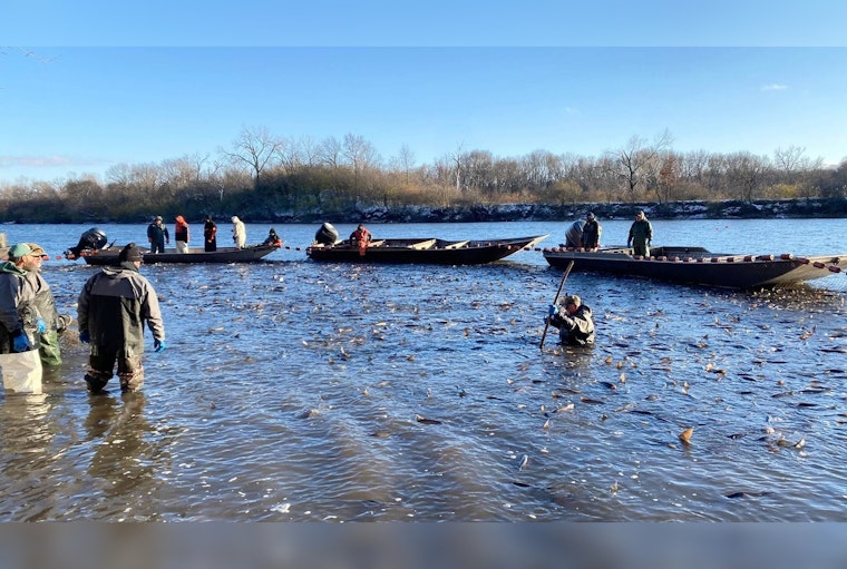 Illinois Nets a Record 750K Pounds of Asian Carp Yanked from River