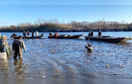 Illinois Nets a Record 750K Pounds of Asian Carp Yanked from River