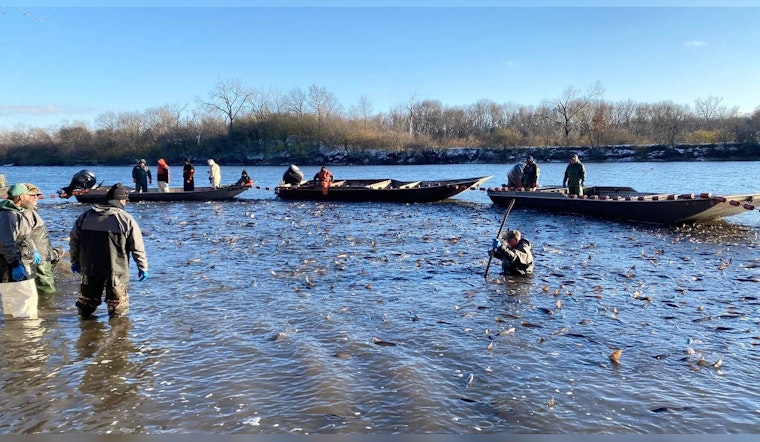 Illinois Nets a Record 750K Pounds of Asian Carp Yanked from River