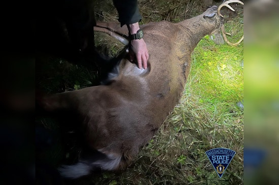 Worthington and Colrain Brothers Accused of Wildlife Poaching in Massachusetts