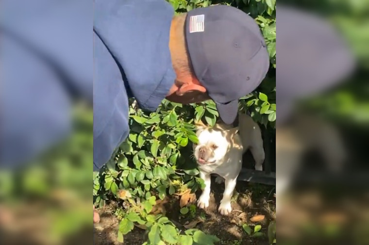 Westlake Village Firefighters Rescue Trapped Frenchie on Christmas