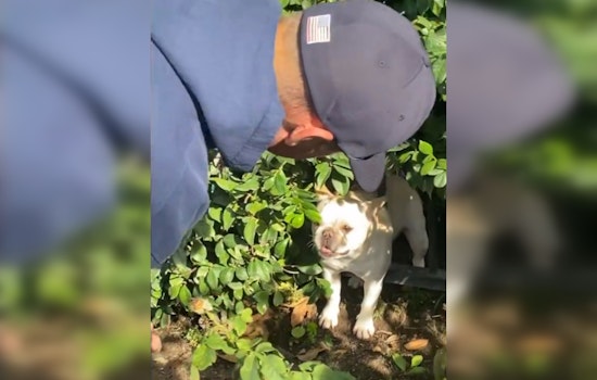 Westlake Village Firefighters Rescue Trapped Frenchie on Christmas