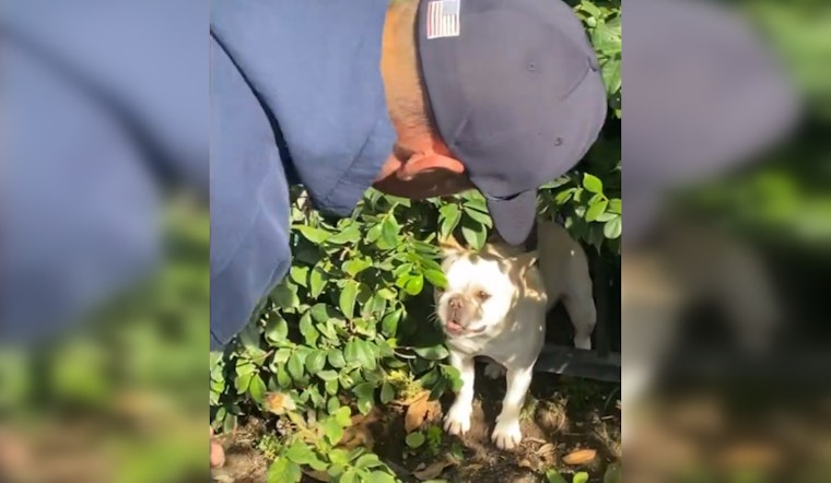 Westlake Village Firefighters Rescue Trapped Frenchie on Christmas