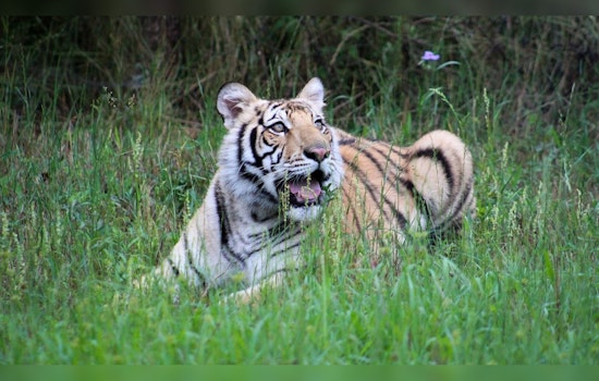 India the Tiger, Rescued from the Streets of Houston, Dies at Texas Sanctuary Amid Suspected Cancer