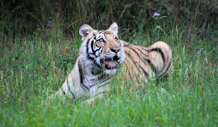 India the Tiger, Rescued from the Streets of Houston, Dies at Texas Sanctuary Amid Suspected Cancer