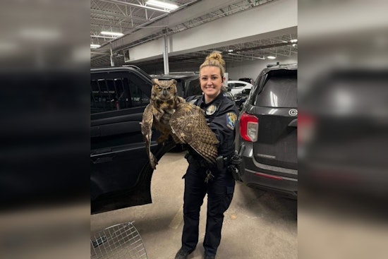 Injured Owl Rescued by Coon Rapids Police Sadly Euthanized Due to Critical Injuries