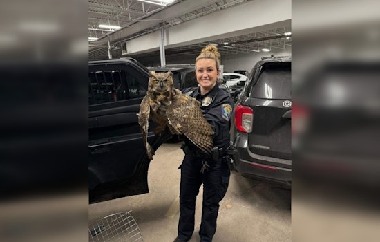 Injured Owl Rescued by Coon Rapids Police Sadly Euthanized Due to Critical Injuries