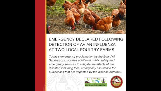 Local Emergency Declared in Sonoma County as Avian Flu Hits Two Poultry Farms, Prompting Biosecurity Urgency