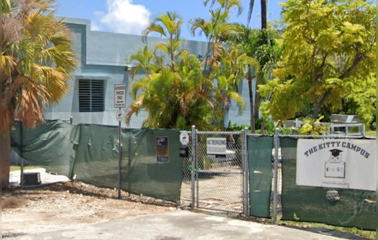 Miami Beach Community Horrified by Series of Feline Deaths, Police Probe Suspected Animal Cruelty