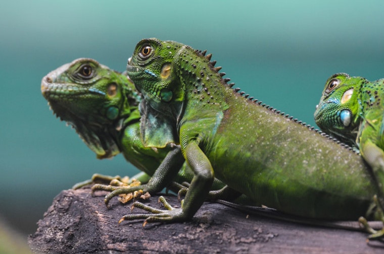 Miami-Dade County Declares War on Iguanas with $700k Extermination Plan