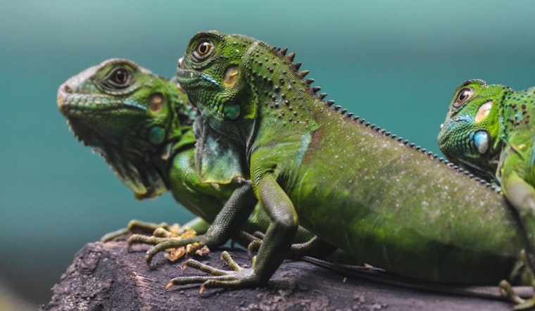 Miami-Dade County Declares War on Iguanas with $700k Extermination Plan