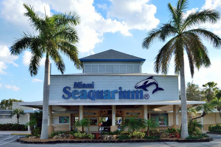 Miami-Dade County to Issue Fresh Notice of Default, Miami Seaquarium Over Staffing Issues