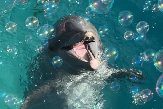 Miami Seaquarium Mourns Death of Beloved Dolphin Sundance, Amid Ongoing USDA Scrutiny