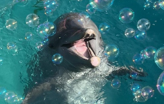 Miami Seaquarium Mourns Death of Beloved Dolphin Sundance, Amid Ongoing USDA Scrutiny