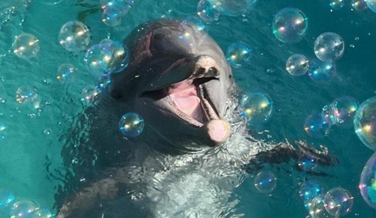 Miami Seaquarium Mourns Death of Beloved Dolphin Sundance, Amid Ongoing USDA Scrutiny