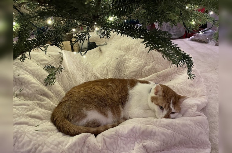Minnesota Governor Tim Walz Welcomes Honey the Rescue Cat to the Family as Search for Missing Pet Afton Continues