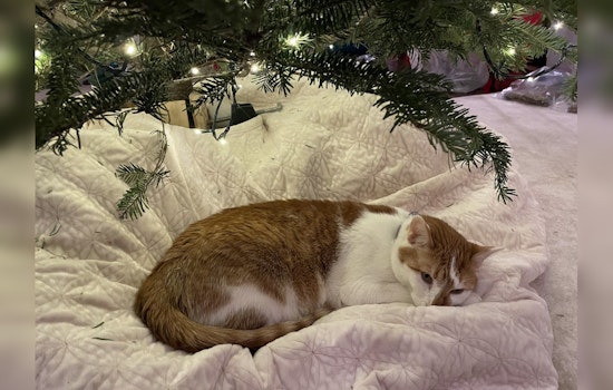 Minnesota Governor Tim Walz Welcomes Honey the Rescue Cat to the Family as Search for Missing Pet Afton Continues