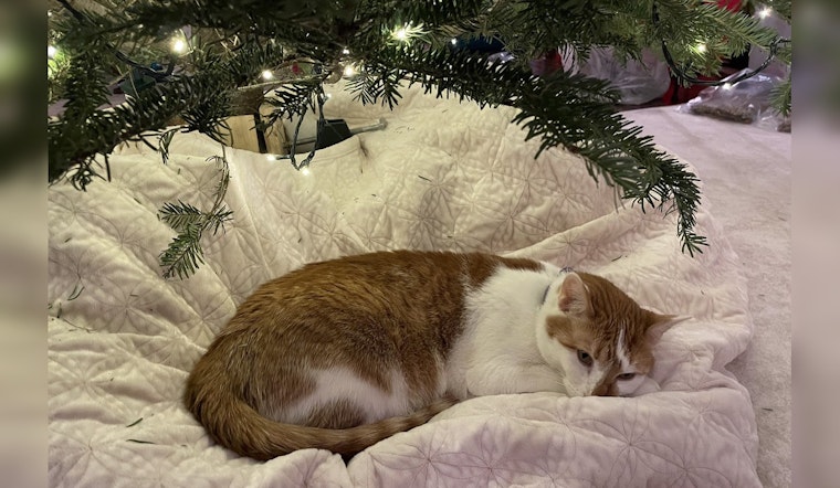 Minnesota Governor Tim Walz Welcomes Honey the Rescue Cat to the Family as Search for Missing Pet Afton Continues