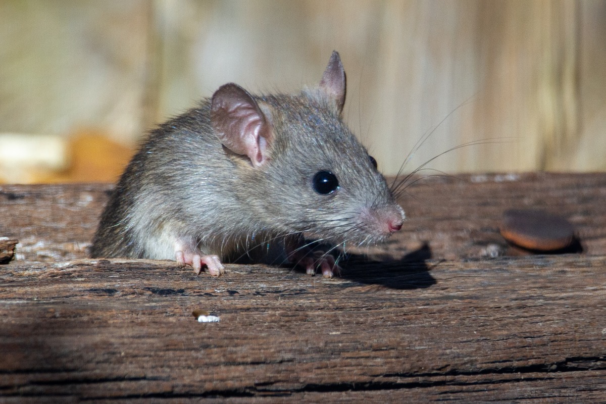 Minnesota Residents Battle Unprecedented Surge in Rodent Disturbances
