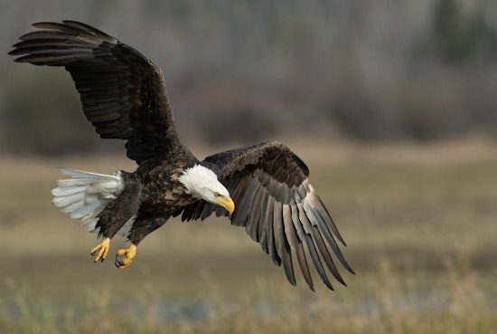 Montana Men Charged with Killing 3,600 Eagles and Trafficking Parts for Cash in Slaughter Scandal