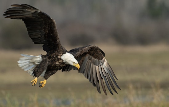 Montana Men Charged with Killing 3,600 Eagles and Trafficking Parts for Cash in Slaughter Scandal