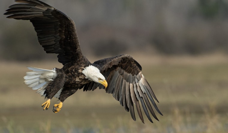 Montana Men Charged with Killing 3,600 Eagles and Trafficking Parts for Cash in Slaughter Scandal