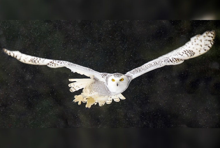 National Audubon Society Seeks Volunteers for Annual Christmas Bird Count in Northern Wright County