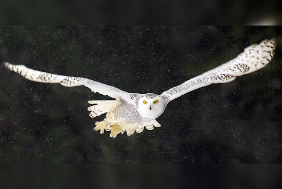 National Audubon Society Seeks Volunteers for Annual Christmas Bird Count in Northern Wright County