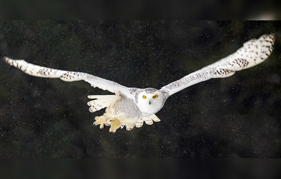 National Audubon Society Seeks Volunteers for Annual Christmas Bird Count in Northern Wright County
