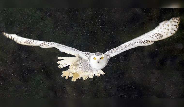 National Audubon Society Seeks Volunteers for Annual Christmas Bird Count in Northern Wright County