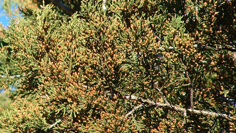 North Texas Residents Brace for Peak "Cedar Fever" Season Amid Rising Mountain Cedar Pollen