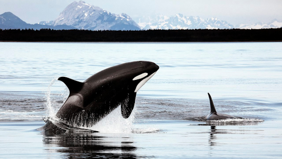Orcas Deliver Spectacular Christmas Show for San Diego Whale Watchers