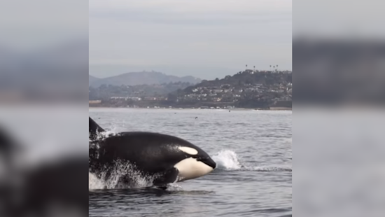 Orcas Off San Diego Coast Amaze Onlookers in Winter Sighting
