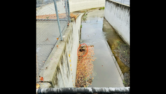 Palo Alto Animal Control Rescues Rotund Rodent in Rare Urban Challenge