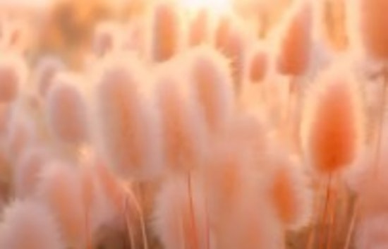 Pantone Embraces Comfort with 'Peach Fuzz' as Color of the Year for 2024