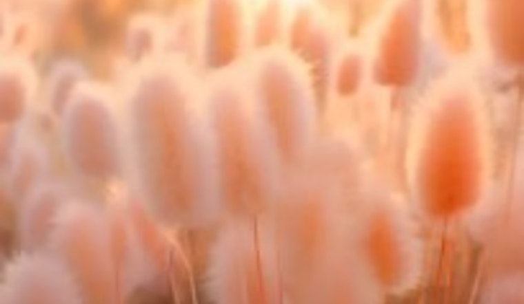 Pantone Embraces Comfort with 'Peach Fuzz' as Color of the Year for 2024