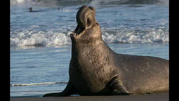Point Reyes Welcomes Elephant Seal Breeding Frenzy