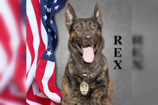Police K-9 Rex Injured but Heroes Prevail in Christmas Day Burglary at Pasadena