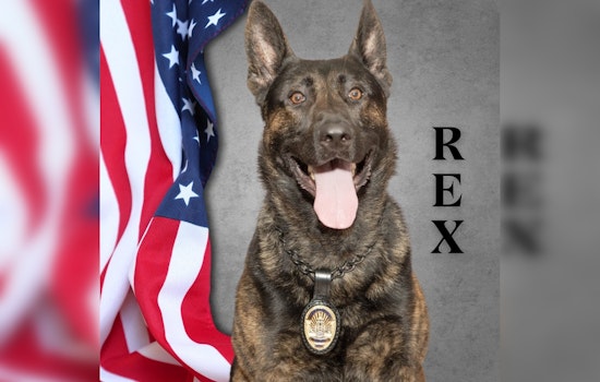Police K-9 Rex Injured but Heroes Prevail in Christmas Day Burglary at Pasadena